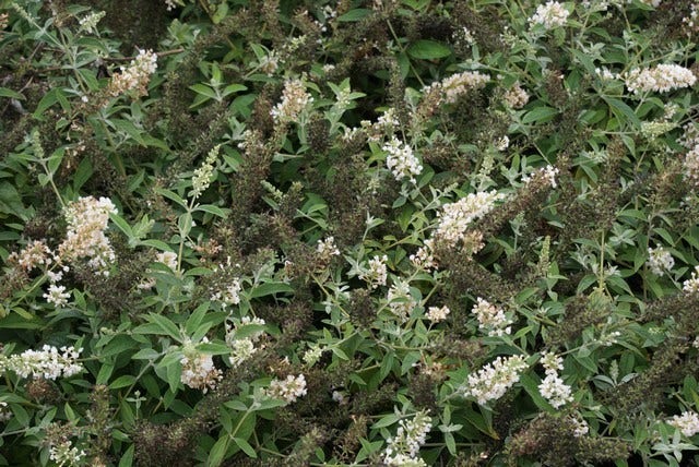  Vlinderstruik (Buddleja 'White Chip')