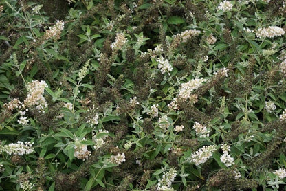  Vlinderstruik (Buddleja 'White Chip')