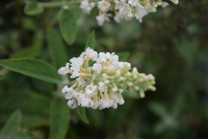  Vlinderstruik (Buddleja 'White Chip')