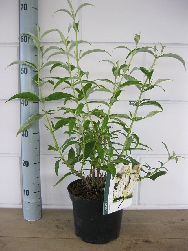  Vlinderstruik (Buddleja Davidii 'White Profusion')