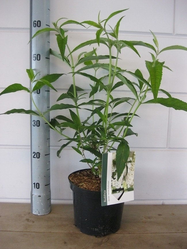  Vlinderstruik (Buddleja Davidii 'White Profusion')