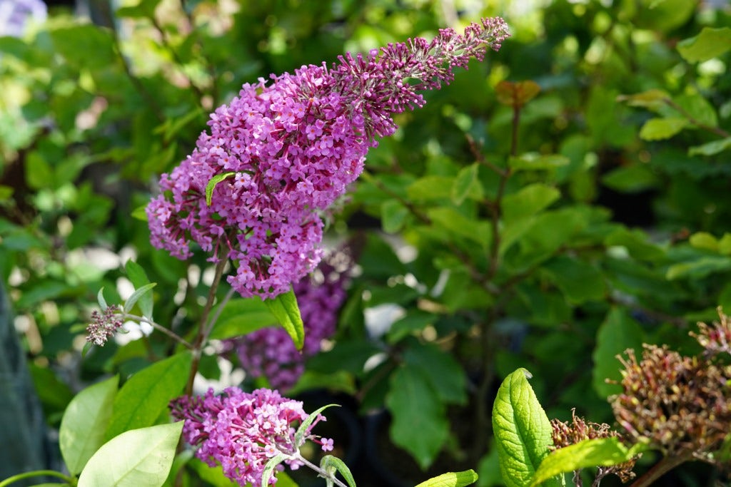  Vlinderstruik (Buddleja Davidii 'Pink Delight')