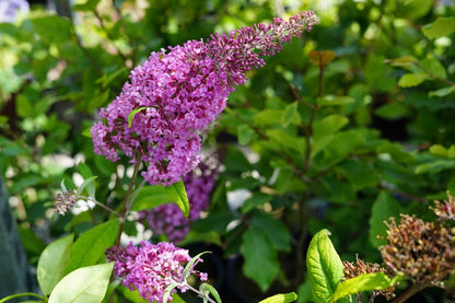  Vlinderstruik (Buddleja Davidii 'Pink Delight')