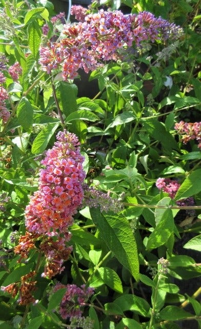  Vlinderstruik (Buddleja 'Flower Power')