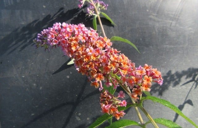  Vlinderstruik (Buddleja 'Flower Power')