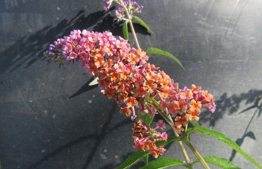  Vlinderstruik (Buddleja 'Flower Power')