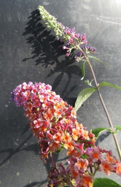  Vlinderstruik (Buddleja 'Flower Power')