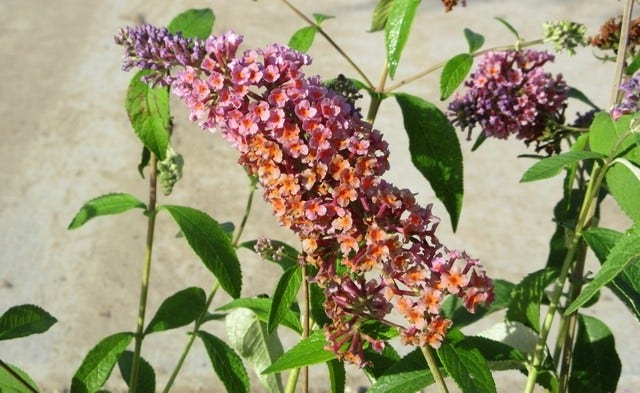  Vlinderstruik (Buddleja 'Flower Power')