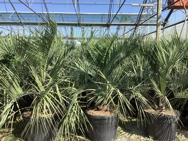  Geleipalm (Butia Capitata)