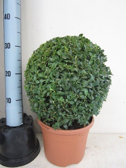 Buxusbol (Buxus Sempervirens, Bolvorm)