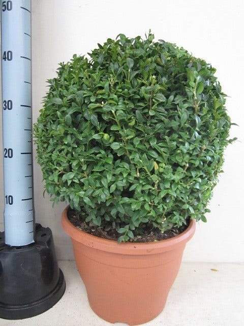  Buxusbol (Buxus Sempervirens, Bolvorm)