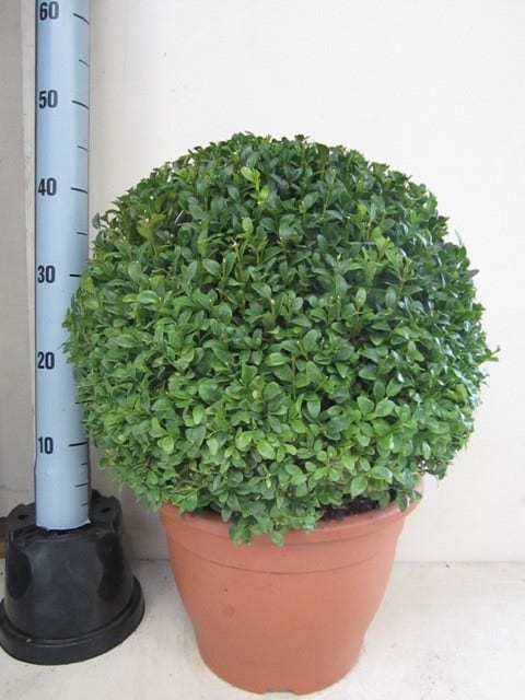  Buxusbol (Buxus Sempervirens, Bolvorm)