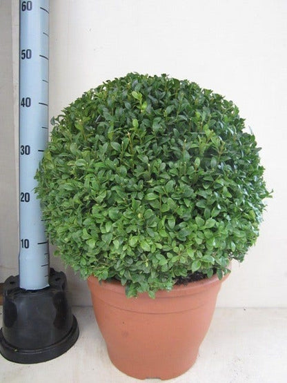  Buxusbol (Buxus Sempervirens, Bolvorm)
