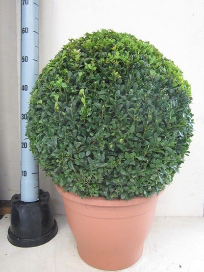  Buxusbol (Buxus Sempervirens, Bolvorm)