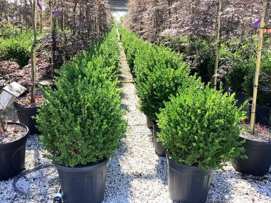  Buxus (Buxus Microphylla 'Faulkner')