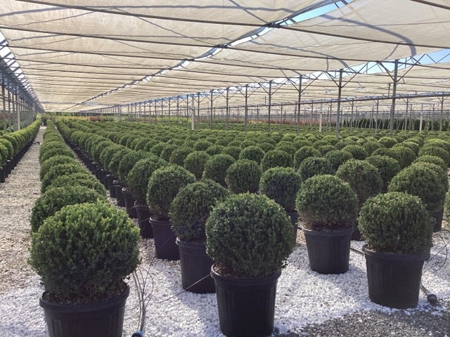  Buxus (Buxus Microphylla 'Faulkner')