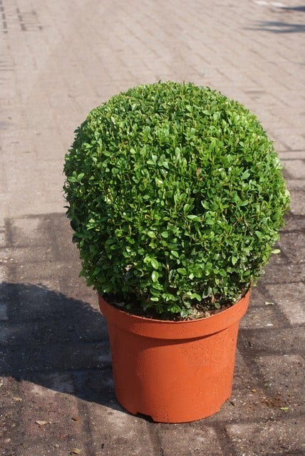  Buxusbol (Buxus Sempervirens, Bolvorm)