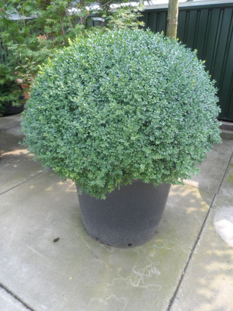  Buxusbol (Buxus Sempervirens, Bolvorm)
