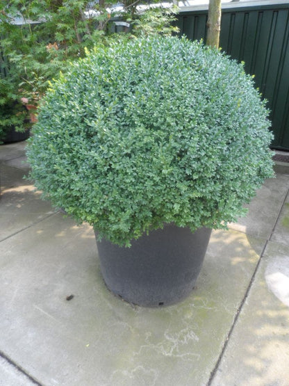  Buxusbol (Buxus Sempervirens, Bolvorm)