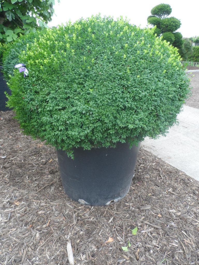 Buxusbol (Buxus Sempervirens, Bolvorm)