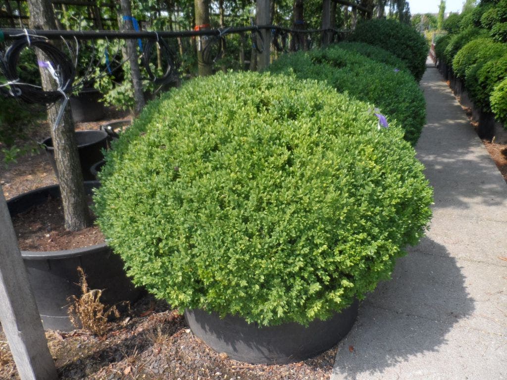  Buxusbol (Buxus Sempervirens, Bolvorm)