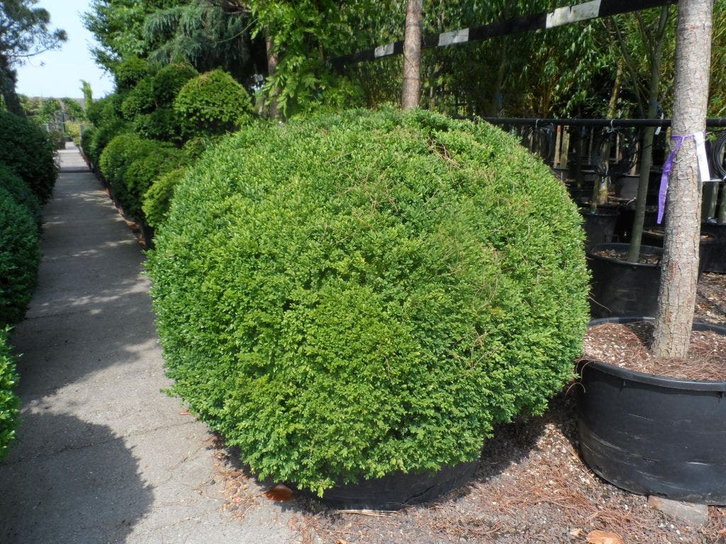  Buxusbol (Buxus Sempervirens, Bolvorm)