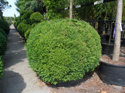  Buxusbol (Buxus Sempervirens, Bolvorm)