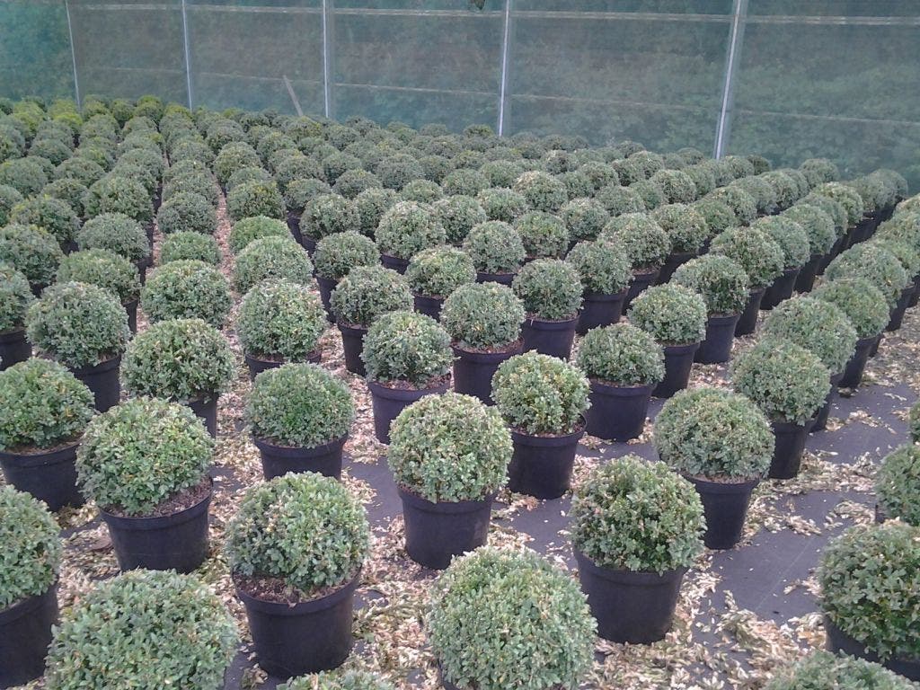  Buxusbol (Buxus Sempervirens, Bolvorm)