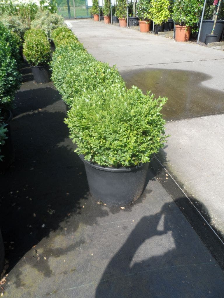  Buxusbol (Buxus Sempervirens, Bolvorm)