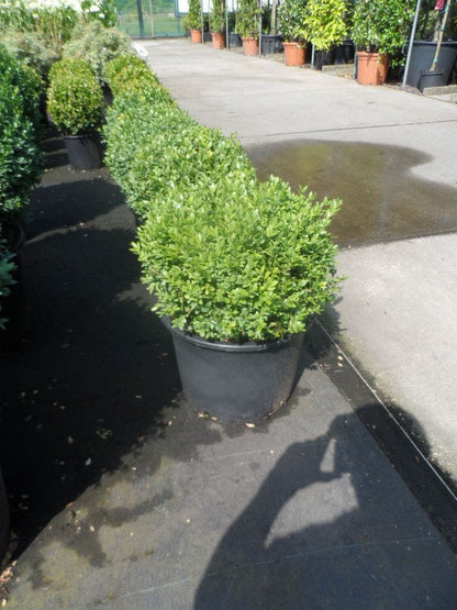  Buxusbol (Buxus Sempervirens, Bolvorm)