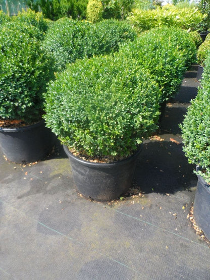  Buxusbol (Buxus Sempervirens, Bolvorm)
