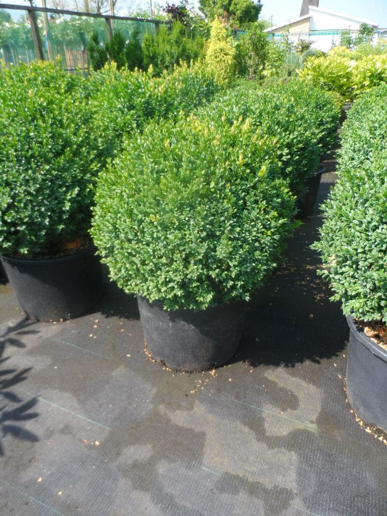  Buxusbol (Buxus Sempervirens, Bolvorm)