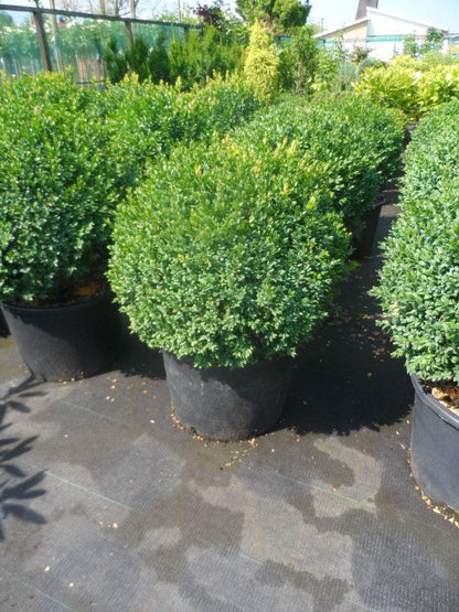  Buxusbol (Buxus Sempervirens, Bolvorm)