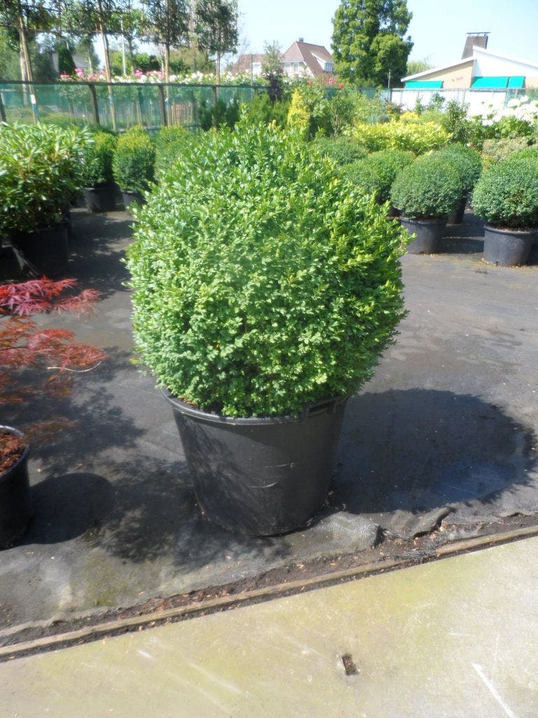 Buxusbol (Buxus Sempervirens, Bolvorm)