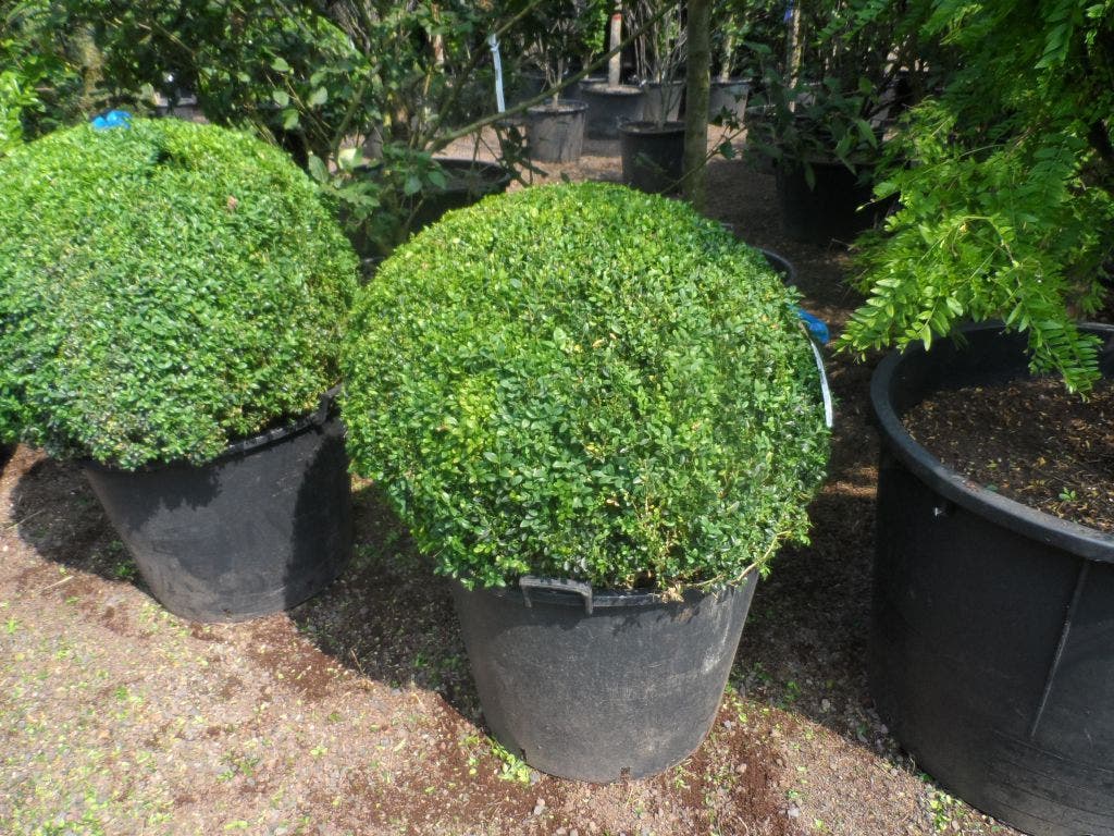  Buxusbol (Buxus Sempervirens, Bolvorm)