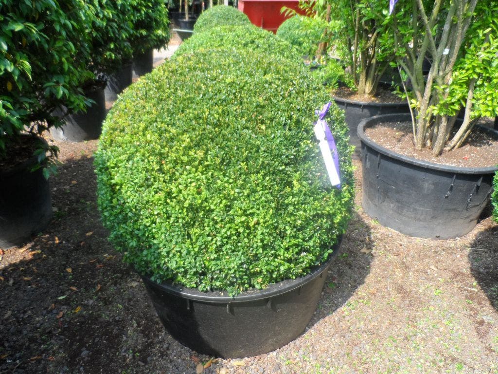  Buxusbol (Buxus Sempervirens, Bolvorm)