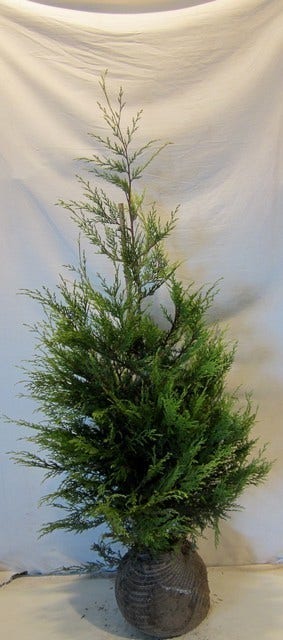  Haagconifeer (Cupressocyparis Leylandii 'Castlewellan Gold' )