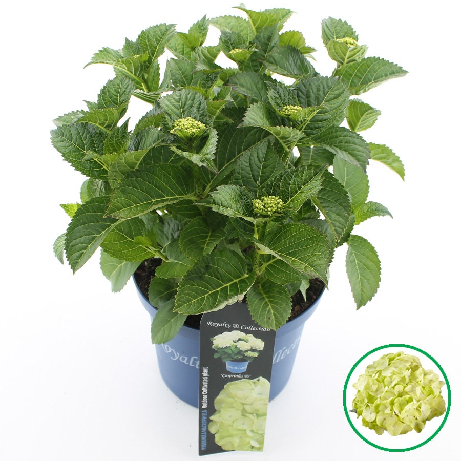  Hortensia 'Caipirinha' (Hydrangea 'Royalty Collection')