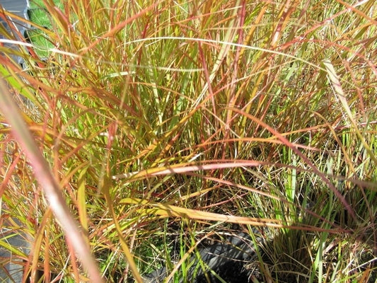  Struisriet (Calamagrostis Arundinacea)