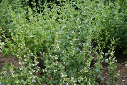  Bergsteentijm/steentijm (Calamintha Nepeta)