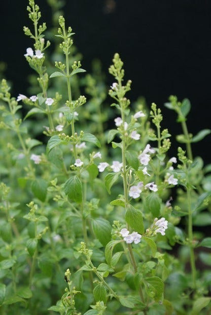  Bergsteentijm/steentijm (Calamintha Nepeta)