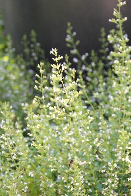  Bergsteentijm/steentijm (Calamintha Nepeta)
