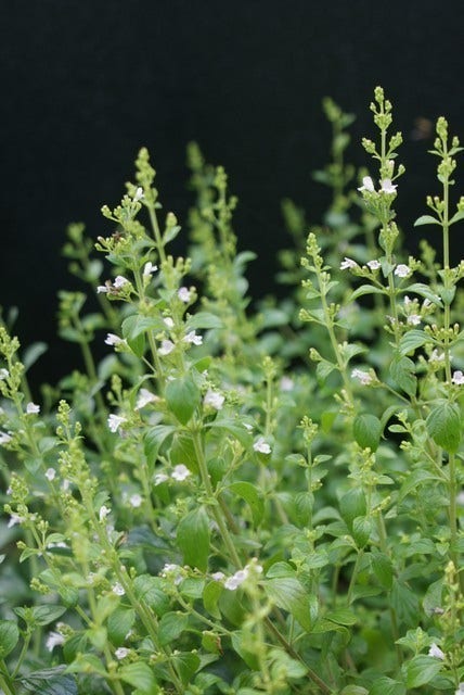  Bergsteentijm/steentijm (Calamintha Nepeta)