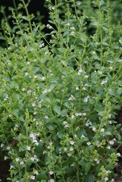  Bergsteentijm/steentijm (Calamintha Nepeta)