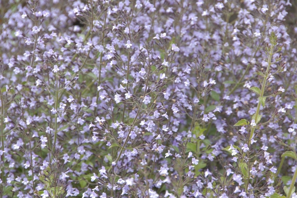  Steentijm (Calamintha Nepeta 'Blue Cloud')