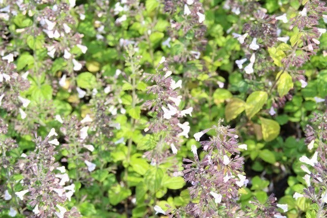  Steentijm (Calamintha Nepeta 'Blue Cloud')