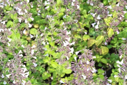  Steentijm (Calamintha Nepeta 'Blue Cloud')