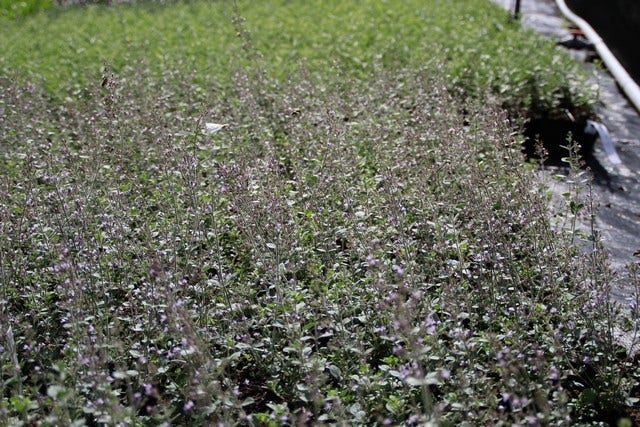  Steentijm (Calamintha Nepeta 'Blue Cloud')