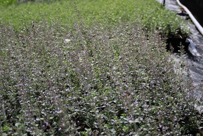  Steentijm (Calamintha Nepeta 'Blue Cloud')