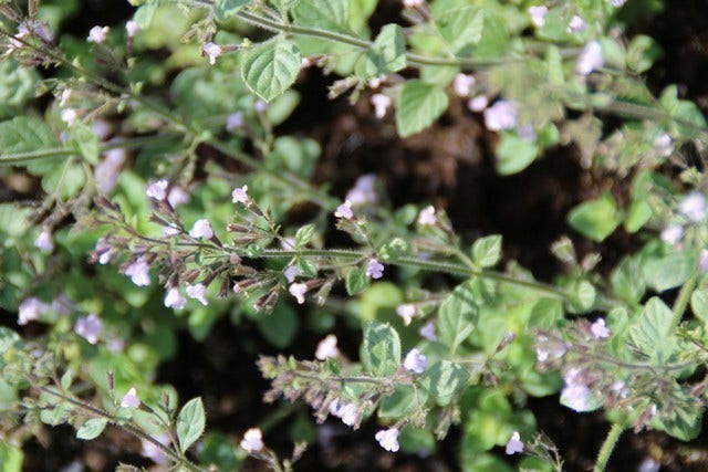  Steentijm (Calamintha Nepeta 'Blue Cloud')
